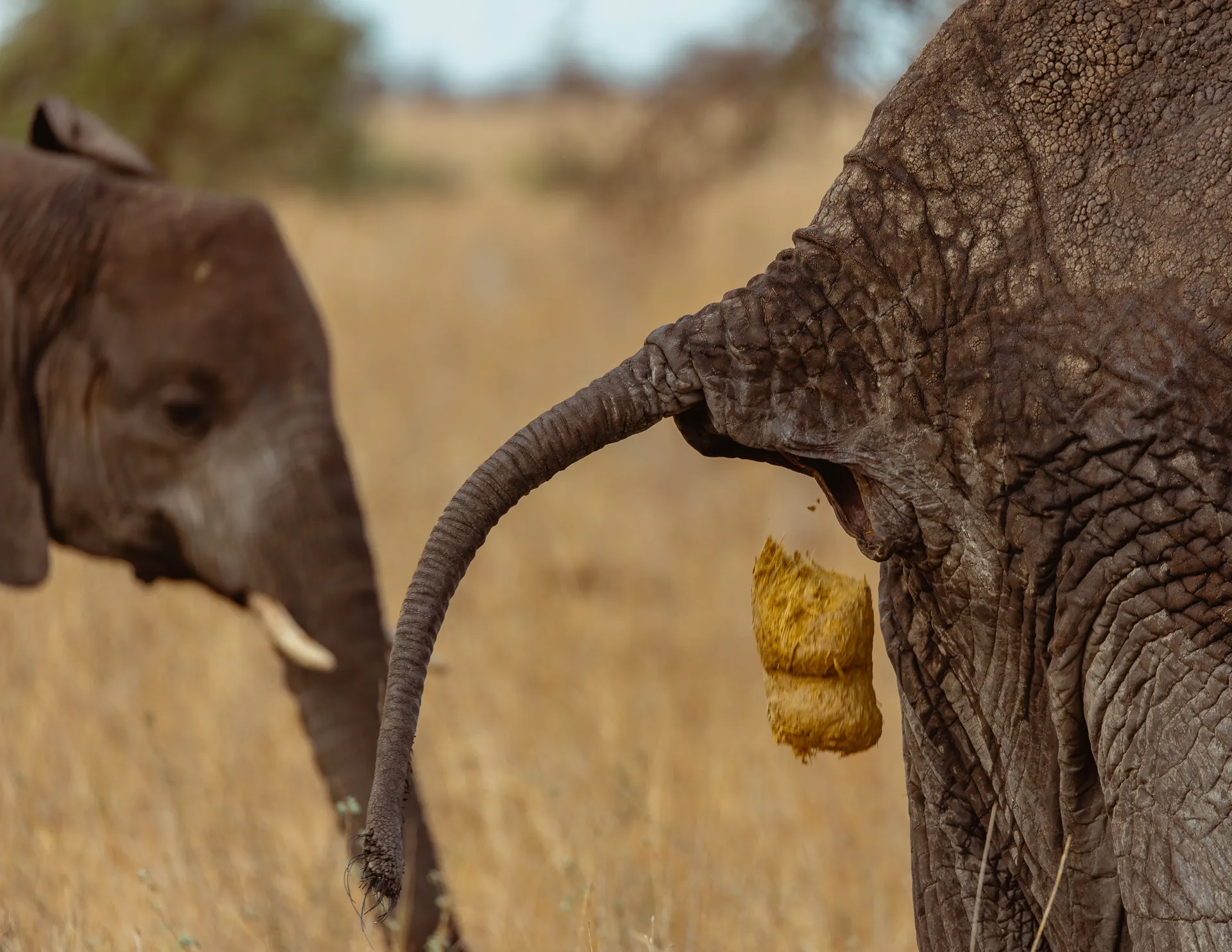 Elephants in a Tanzania safari landscape